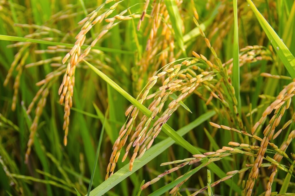 rice, ears of rice, golden color, rice, rice, rice, rice, rice