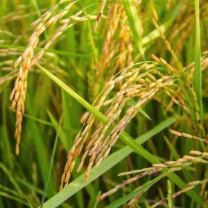 rice, ears of rice, golden color, rice, rice, rice, rice, rice