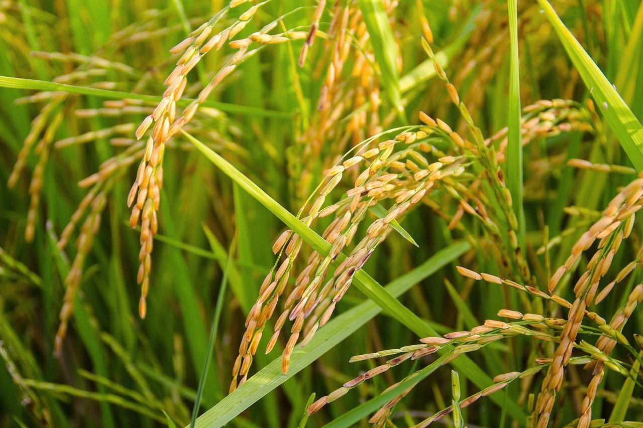 rice, ears of rice, golden color, rice, rice, rice, rice, rice